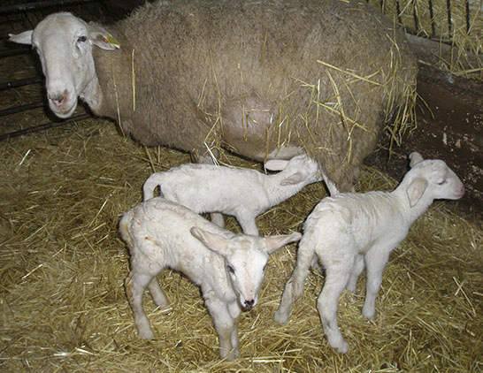 Aprobado el registro de explotaciones agrarias de Castilla y León Aprobado el registro de explotaciones agrarias de Castilla y León