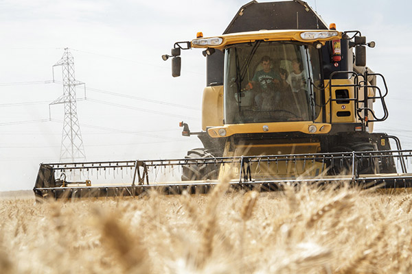 Aumento del 2 por ciento de la cosecha de cereal de invierno a pesar de la reducción de superficie... y la climatología Aumento del 2 por ciento de la cosecha de cereal de invierno a pesar de la reducción de superficie... y la climatología