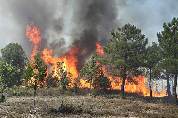 El PSOE presentará en las Cortes regionales una propuesta integral en materia de incendios forestales El PSOE presentará en las Cortes regionales una propuesta integral en materia de incendios forestales