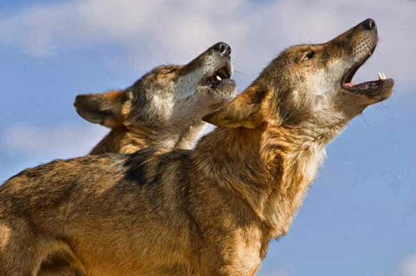 La Junta autoriza la caza de 143 lobos en la temporada 2015-16 al norte del río Duero La Junta autoriza la caza de 143 lobos en la temporada 2015-16 al norte del río Duero