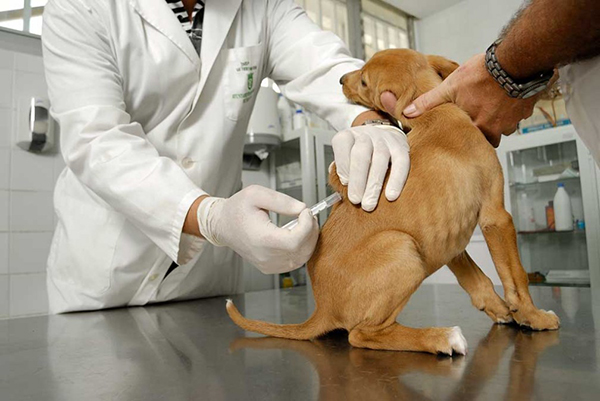 Nueva campaña de vacunación antirrábica y microchips Nueva campaña de vacunación antirrábica y microchips