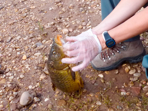 El Magrama analizará la causa de la muerte masiva de carpas en la Cuerda del Pozo El Magrama analizará la causa de la muerte masiva de carpas en la Cuerda del Pozo