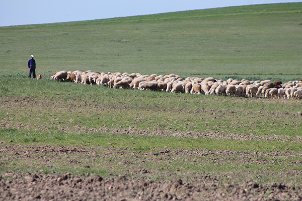 La renta agraria se redujo un 24 por ciento en 2014 en Castilla y León La renta agraria se redujo un 24 por ciento en 2014 en Castilla y León