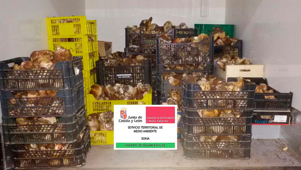 Los primeros 1.715 kilos de setas decomisadas han generado casi 6.000 euros Los primeros 1.715 kilos de setas decomisadas han generado casi 6.000 euros