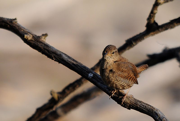 Diversión festiva, deporte y el día de la aves para este fin de semana Diversión festiva, deporte y el día de la aves para este fin de semana