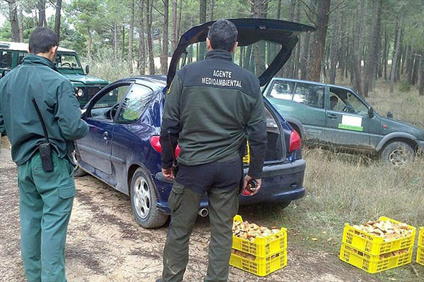 Pinares, dispuesta a impulsar una legislación micológica común Pinares, dispuesta a impulsar una legislación micológica común