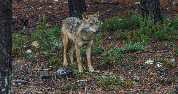 Un Centro del Lobo como elemento fundamental de la biodiversidad de la Península Un Centro del Lobo como elemento fundamental de la biodiversidad de la Península