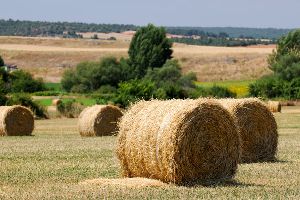 La Junta constituye el Comité de Seguimiento del Programa de Desarrollo Rural 2014-2020 La Junta constituye el Comité de Seguimiento del Programa de Desarrollo Rural 2014-2020