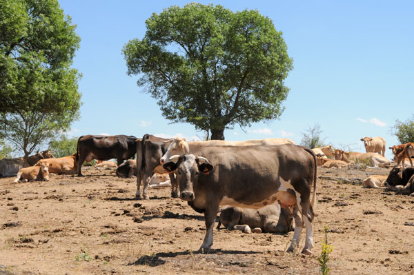 La Junta comienza a pagar 7 millones de euros de anticipo de la ayuda asociada al vacuno de leche La Junta comienza a pagar 7 millones de euros de anticipo de la ayuda asociada al vacuno de leche
