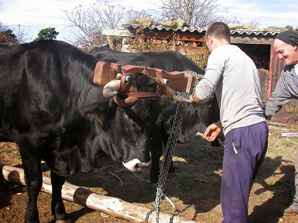 La Diputación concede 11 ayudas para fomentar la vaca serrana negra La Diputación concede 11 ayudas para fomentar la vaca serrana negra