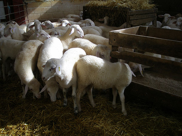 El orujo de uva tiene efectos positivos en la alimentación del ganado ovino El orujo de uva tiene efectos positivos en la alimentación del ganado ovino