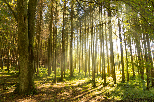 Fomento presenta sus líneas de actuación para el sector forestal Fomento presenta sus líneas de actuación para el sector forestal