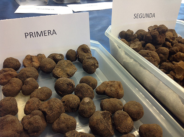 El CITA anima a buscar otros mercados exteriores ante crecimiento de producción trufera El CITA anima a buscar otros mercados exteriores ante crecimiento de producción trufera