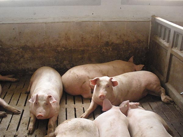20 millones para financiar a las granjas de porcino de cebo castellano-manchegas 20 millones para financiar a las granjas de porcino de cebo castellano-manchegas