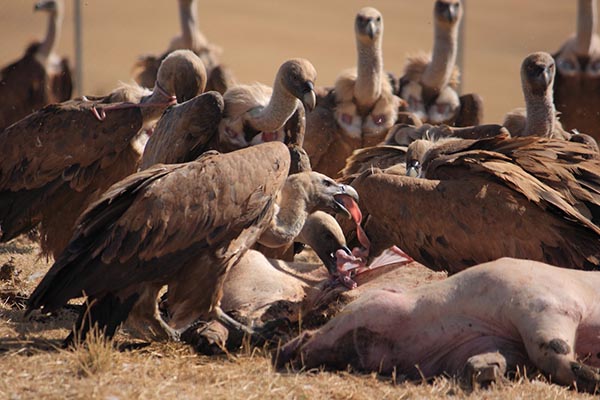 La Junta habilita un periodo extraordinario para alimentar a las especies necrófagas de la Comunidad La Junta habilita un periodo extraordinario para alimentar a las especies necrófagas de la Comunidad