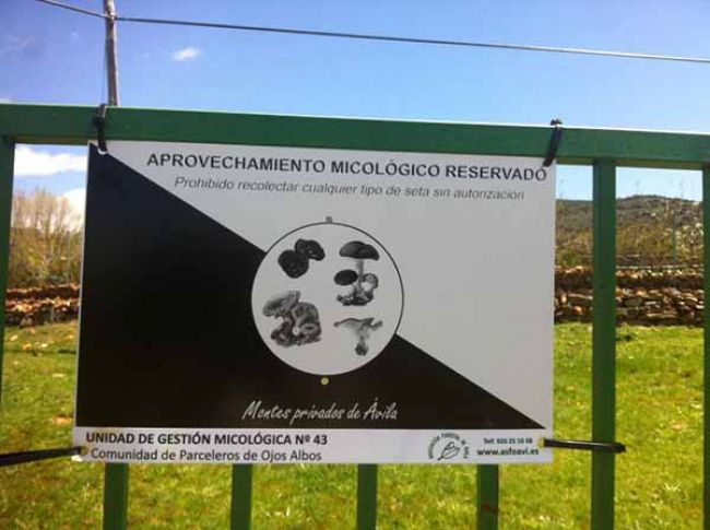 Micoplus, un sistema de permisos para recolectar setas en fincas privadas Micoplus, un sistema de permisos para recolectar setas en fincas privadas