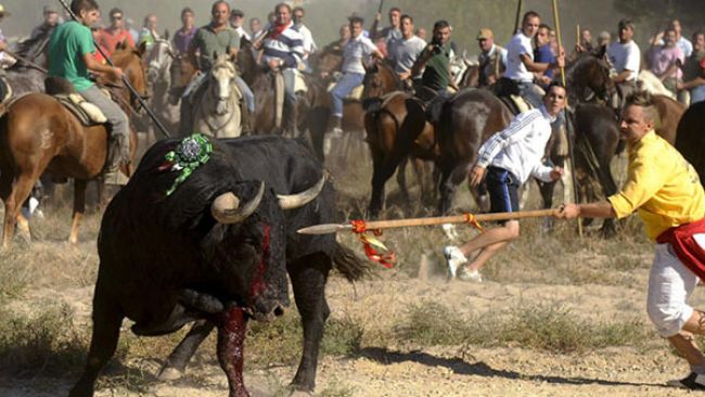 Tordesillas recurre a los tribunales la prohibición de matar el Toro de la Vega Tordesillas recurre a los tribunales la prohibición de matar el Toro de la Vega