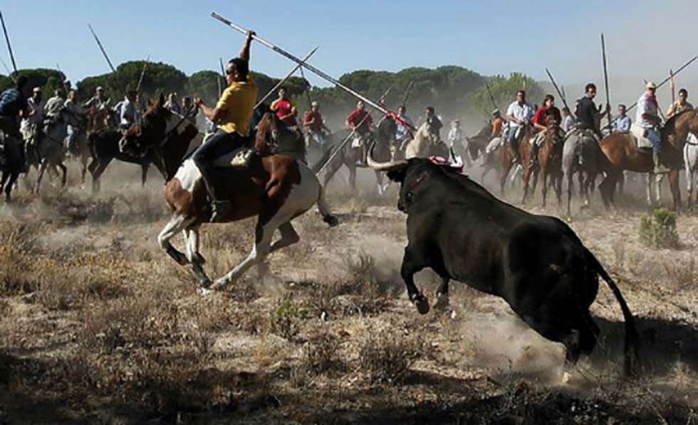 El Toro de la Peña sustituye al Toro de la Vega en Tordesillas El Toro de la Peña sustituye al Toro de la Vega en Tordesillas