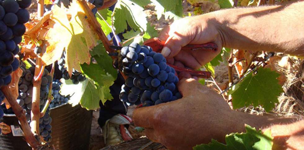 La D.O. Ribera del Duero publica las normas para la próxima vendimia La D.O. Ribera del Duero publica las normas para la próxima vendimia