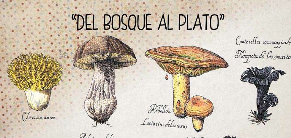 Vinuesa celebra sus XIII Jornadas Micológicas Gastronómicas Vinuesa celebra sus XIII Jornadas Micológicas Gastronómicas