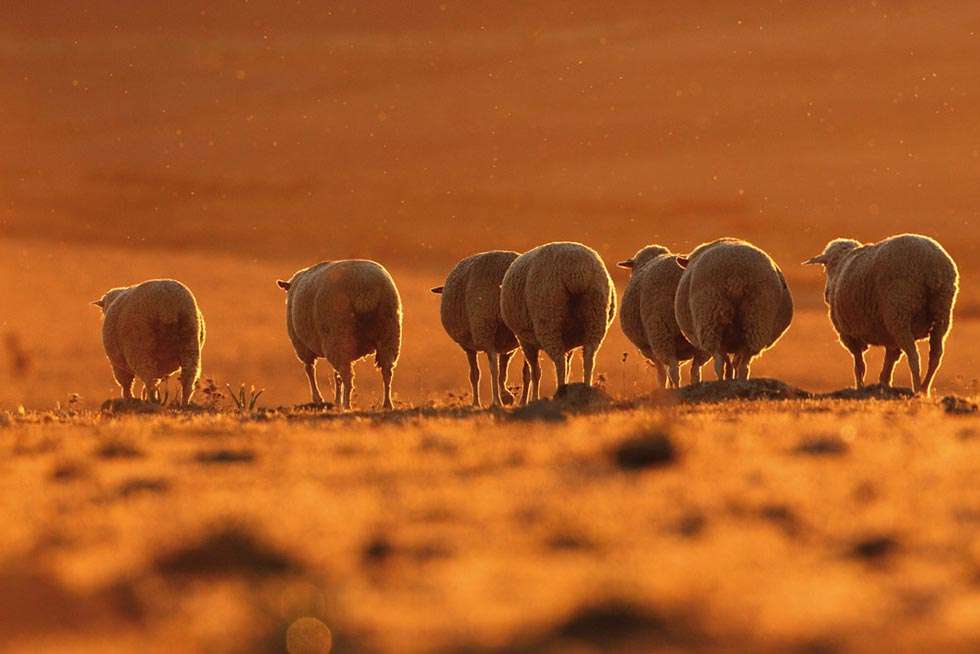 Una fotografía para incentivar el consumo de cordero Una fotografía para incentivar el consumo de cordero