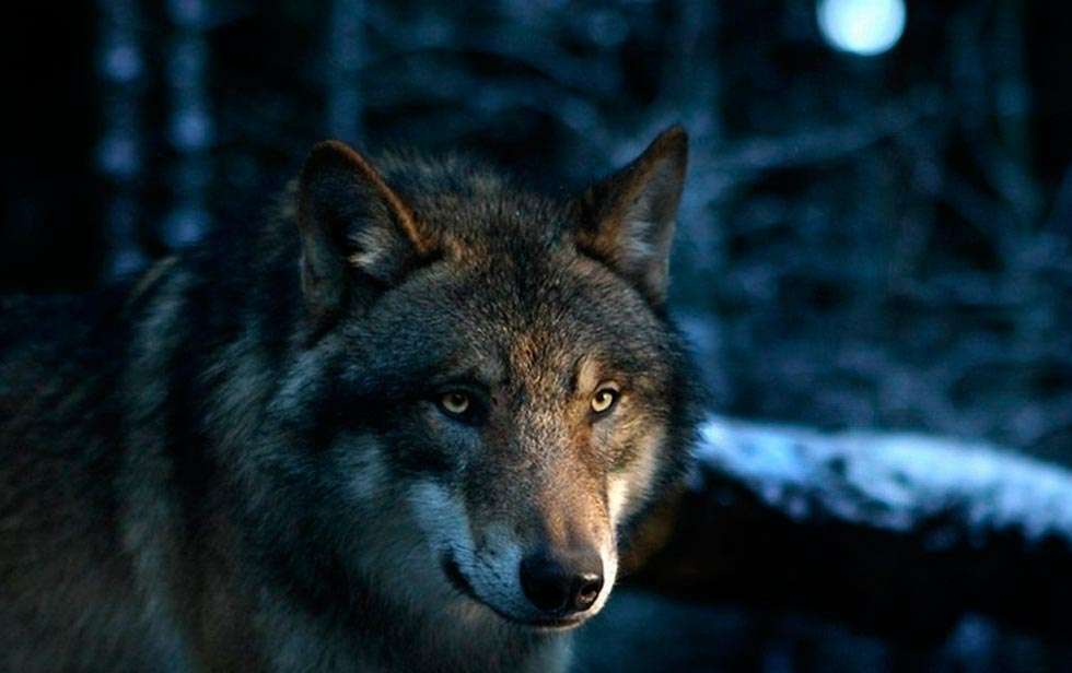 UCCL reclama que se tomen medidas para controlar los lobos en la sierra de Urbión UCCL reclama que se tomen medidas para controlar los lobos en la sierra de Urbión