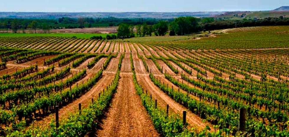 ASAJA de Castilla y León repasa el último año agrícola y ganadero ASAJA de Castilla y León repasa el último año agrícola y ganadero