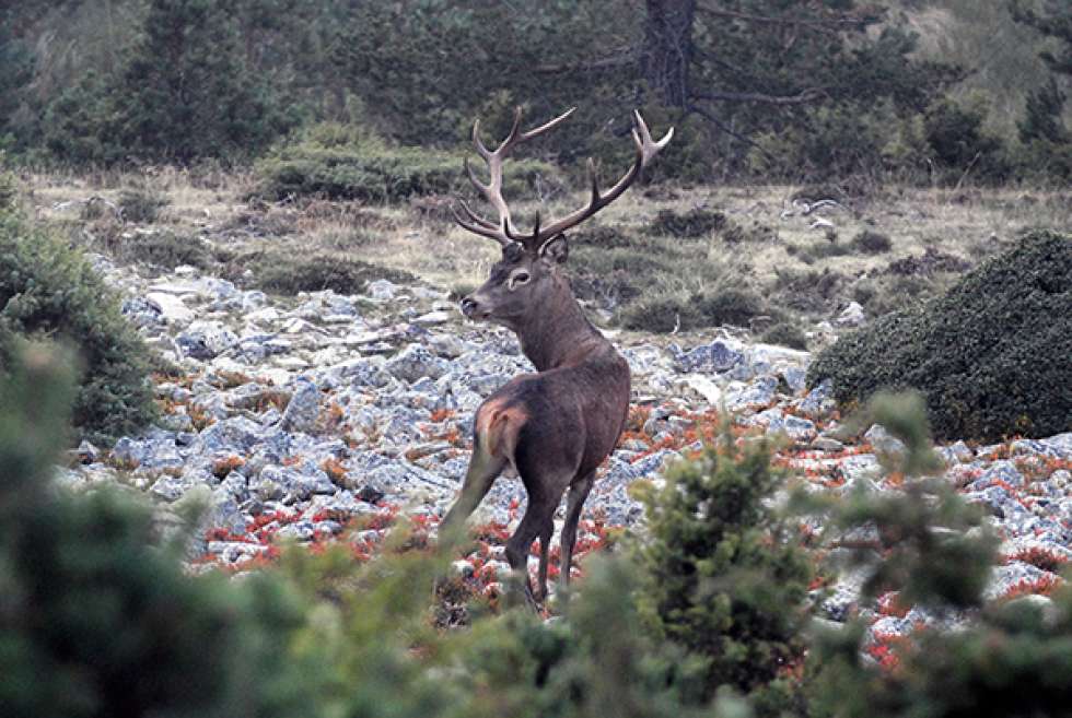 Detectados 369 ciervos con síntomas de sarna en Urbión Detectados 369 ciervos con síntomas de sarna en Urbión