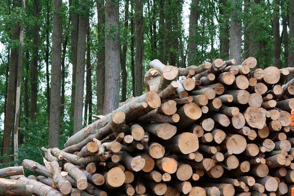La biomasa agroforestal es más barata que los combustibles fósiles La biomasa agroforestal es más barata que los combustibles fósiles