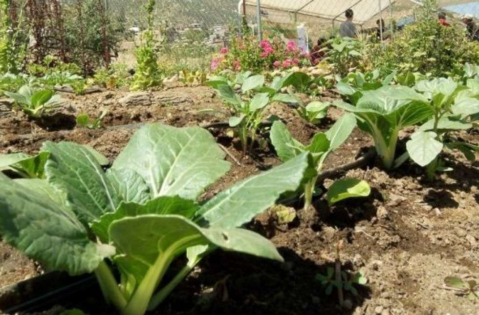 Almazán cierra el 14 de mayo el plazo para sus huertos familiares Almazán cierra el 14 de mayo el plazo para sus huertos familiares