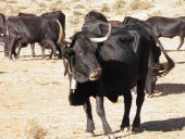 El hotel La Barrosa abre las Jornadas de la Raza Serrana Negra El hotel La Barrosa abre las Jornadas de la Raza Serrana Negra