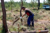La Junta licita tratamientos silvícolas preventivos en Tierras Altas La Junta licita tratamientos silvícolas preventivos en Tierras Altas