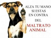 Detenido en Soria por intentar matar a un cachorro de perro Detenido en Soria por intentar matar a un cachorro de perro