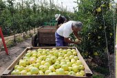 Nufri ya tiene licencia para ampliar las cámaras frigoríficas Nufri ya tiene licencia para ampliar las cámaras frigoríficas