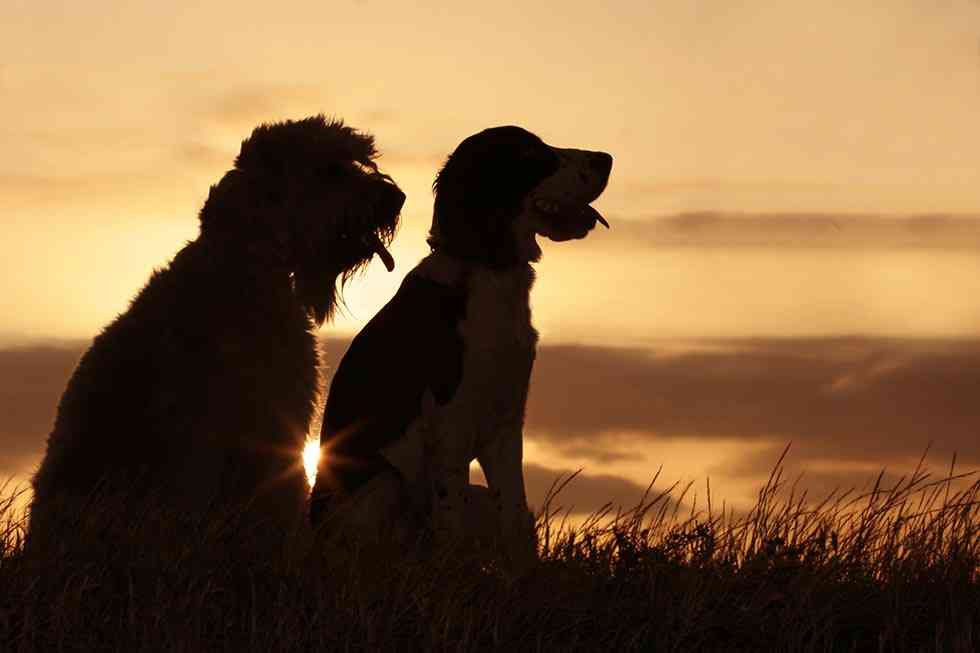 La Fundación Affinity se congratula de la mejora de los derechos de los animales La Fundación Affinity se congratula de la mejora de los derechos de los animales