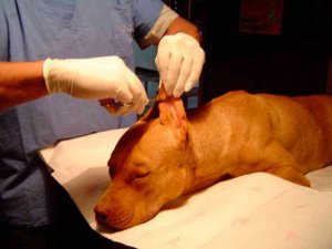 Operación "Podencos": cuarenta perros con las orejas y/o rabos amputados Operación "Podencos": cuarenta perros con las orejas y/o rabos amputados