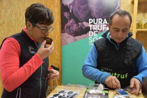 La XVI Feria de la Trufa de Soria, en Abejar, abre fronteras La XVI Feria de la Trufa de Soria, en Abejar, abre fronteras