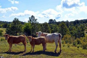 Adjudicado el aprovechamiento de pastos de montes municipales Adjudicado el aprovechamiento de pastos de montes municipales