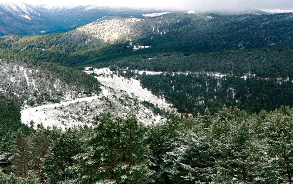El Pinus Sylvestris, de Santa Inés, en el Catálogo Nacional El Pinus Sylvestris, de Santa Inés, en el Catálogo Nacional
