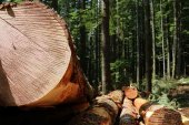 Soria, la provincia con mayor volumen de licitación de madera Soria, la provincia con mayor volumen de licitación de madera