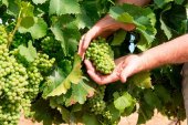 Los viticultores pueden asegurar su cosecha 2018 hasta finales de abril Los viticultores pueden asegurar su cosecha 2018 hasta finales de abril
