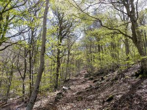 Ágreda habilita una nueva senda para subir al Moncayo Ágreda habilita una nueva senda para subir al Moncayo
