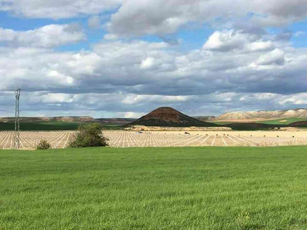 La producción de almendras se abre paso en Almaluez La producción de almendras se abre paso en Almaluez