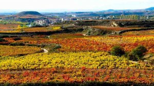 Cambio en el reglamento de la Denominación de Origen "Ribera del Duero" Cambio en el reglamento de la Denominación de Origen "Ribera del Duero"