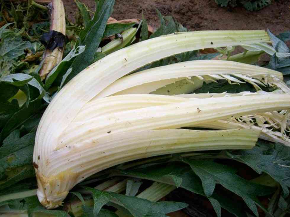 Cesión de parcelas para cultivar cardo blanco Cesión de parcelas para cultivar cardo blanco