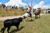 La Saca conduce a diez novillos hasta "la Chata" La Saca conduce a diez novillos hasta "la Chata"