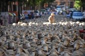 ¡¡¡Somos trashumantes!!! permite vivir la esencia de Tierras Altas ¡¡¡Somos trashumantes!!! permite vivir la esencia de Tierras Altas
