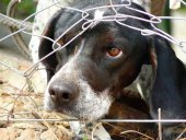 Investigado un joven en Soria por maltrato animal Investigado un joven en Soria por maltrato animal