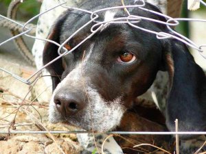 Investigado un joven en Soria por maltrato animal Investigado un joven en Soria por maltrato animal