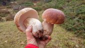 Duruelo de la Sierra regula definitivamente la recogida de setas Duruelo de la Sierra regula definitivamente la recogida de setas